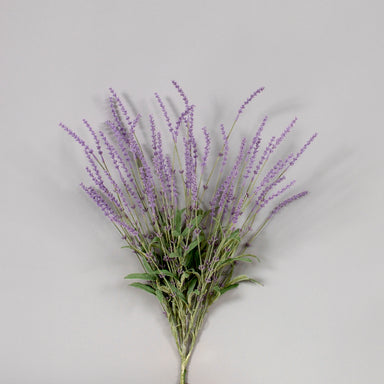 26 in Lavender Bush - Lavender