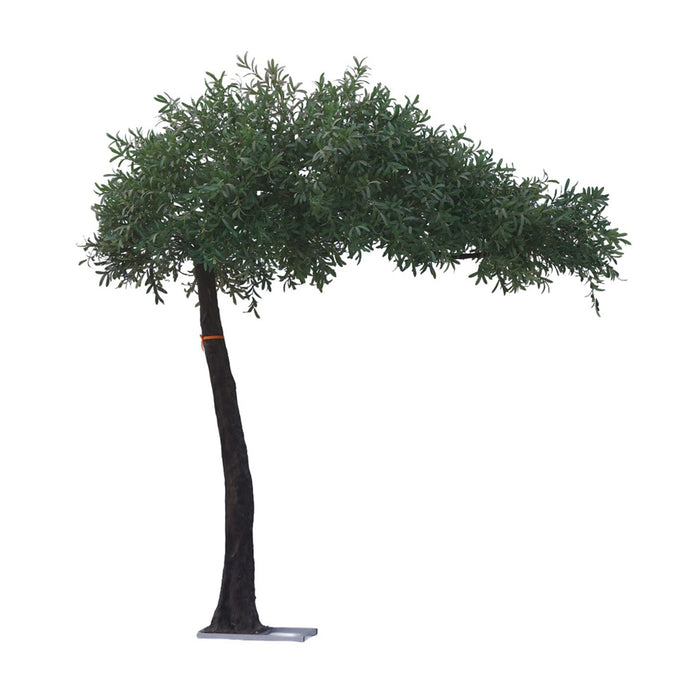 6.5' Banyan Welcome Tree - Green