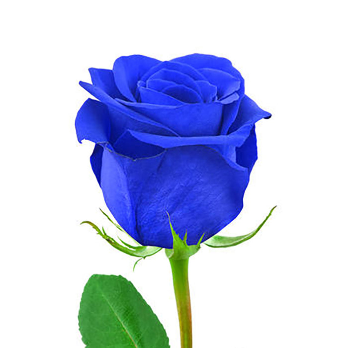 Rose 60cm Tinted Blue