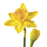 Daffodil