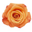 Orange Roses