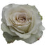 Rose 40cm Early Gray