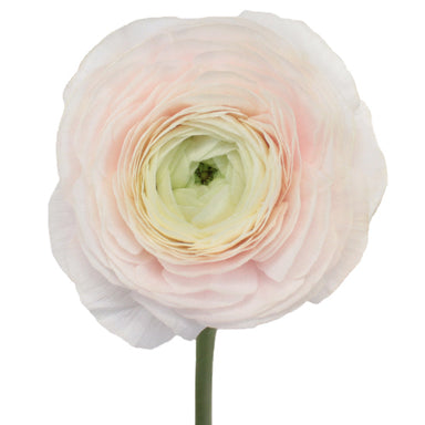 Ranunculus Light Pink Hanoi Clooney