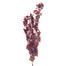 Tea Leaf Bush - Burgundy