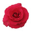 Pink Roses