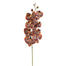 35 in Orchid Stem - Chocolate