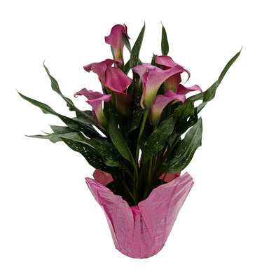 Calla Lily
