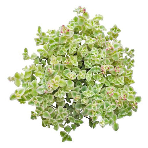 Sedum