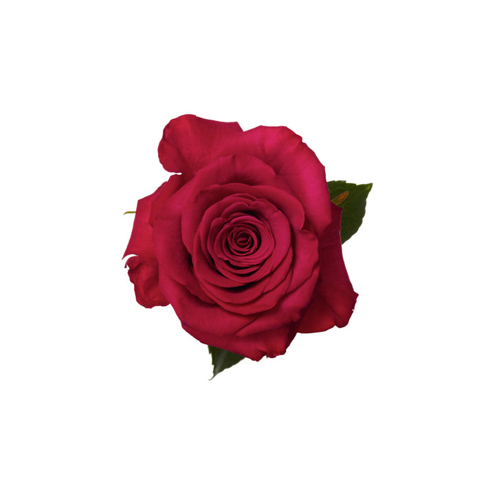 Hot Pink Roses