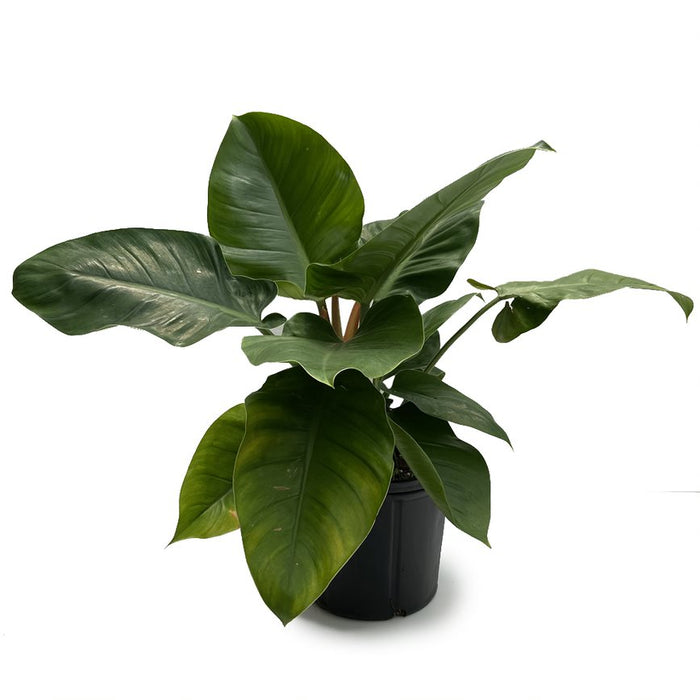 Philodendron Hybrid