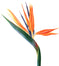 Bird of Paradise