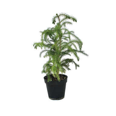 Norfolk Island Pine