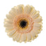 Gerber Daisy