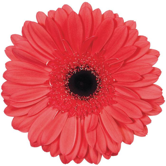 Gerbera Peach Aqua Melone