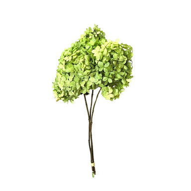 Two Toned Limelight Hydrangea