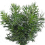 Podocarpus