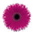 Gerbera Purple Nuance