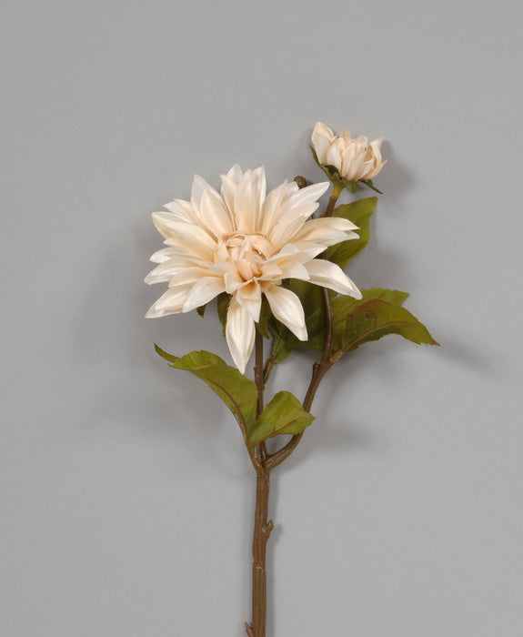 Stellar Dahlia Pick