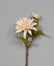 Stellar Dahlia Pick