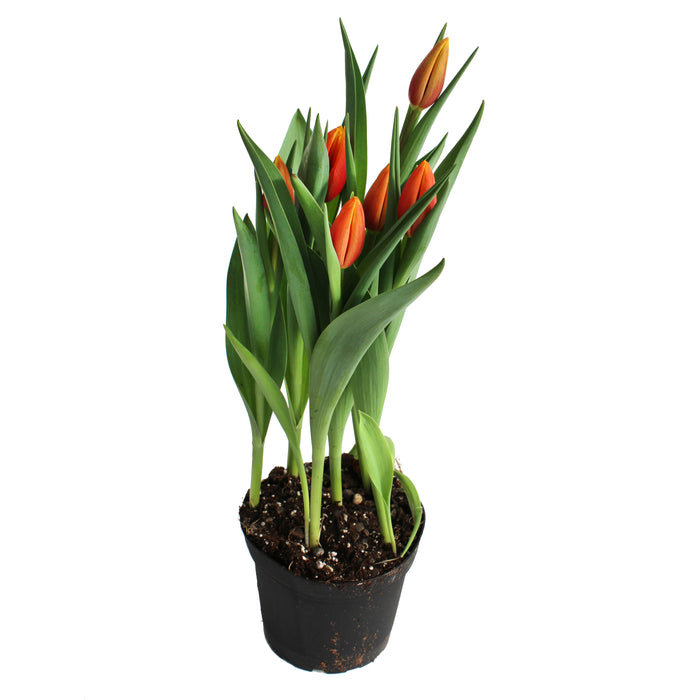 Tulip Plants