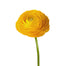 Ranunculus Yellow