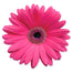 Gerbera Pink
