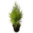 4 in Lemon Cypress Cone