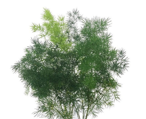 Ming Fern