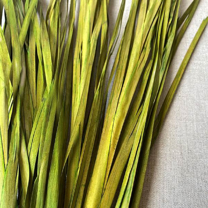 Wild Grass