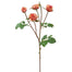 19" Rose Floribunda - Pink/Peach