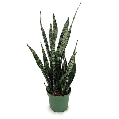 8 In Sansevieria