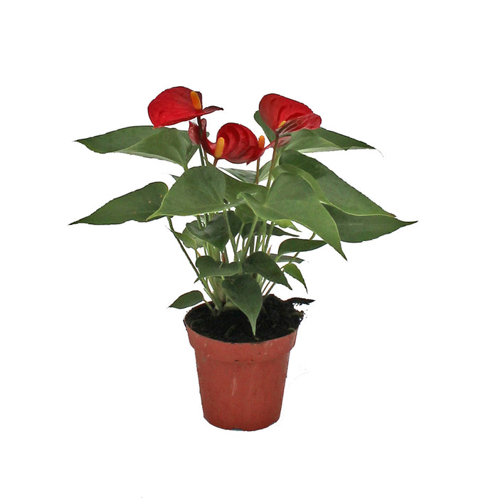 Anthurium Plant