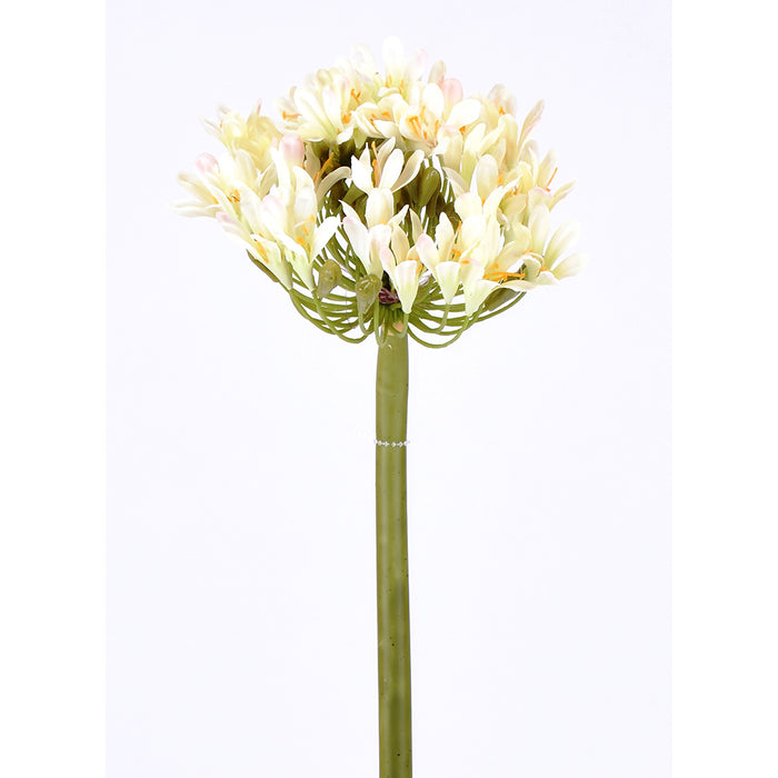 Agapanthus Stem - White