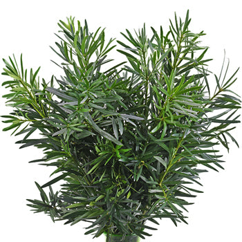 Podocarpus
