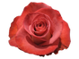 Rose 50cm Leonidas