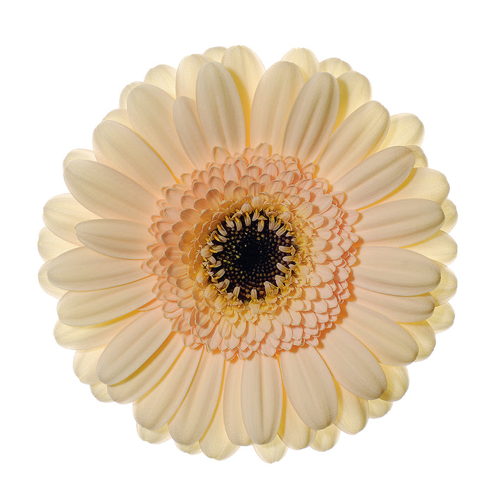 Gerber Daisy