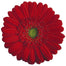 Gerbera Red Carambole