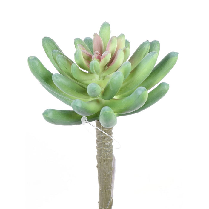 5.5" Succulent Plant - Green/Pink