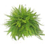 10 in Boston Fern Hanging Basket