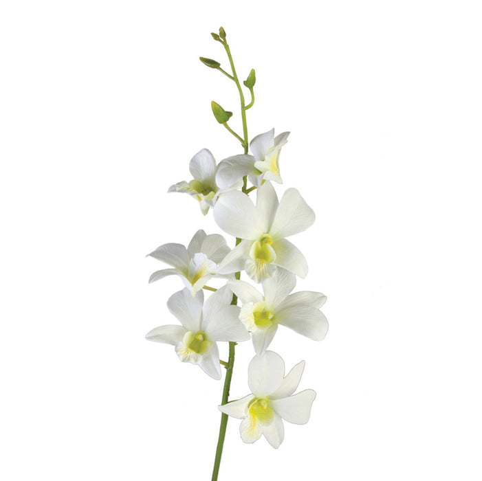 Dendrobium