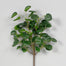Peperomia Bush - Green