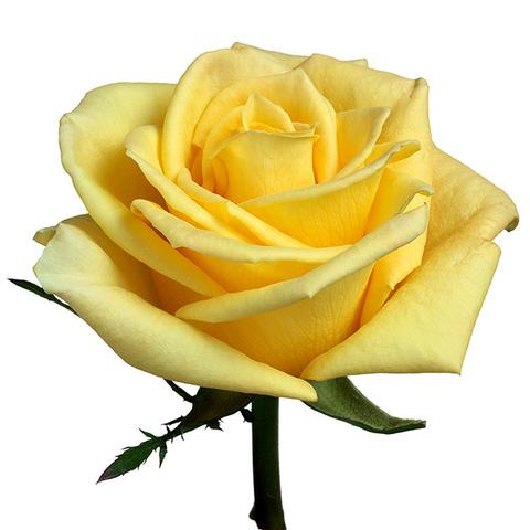 Yellow Roses