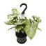 6 in Nephthytis Hanging Basket