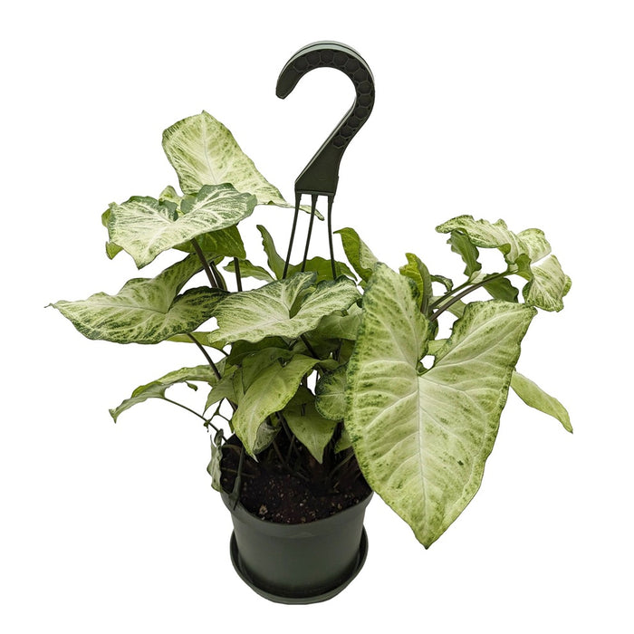 6 in Nephthytis Hanging Basket
