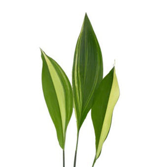 Aspidistra Variegated