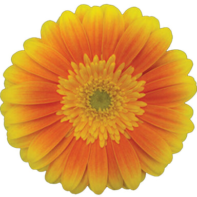 Gerbera Orange Souvenir