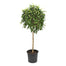 Ficus Standard