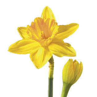 Daffodil