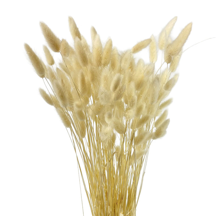 Bleached Lagurus