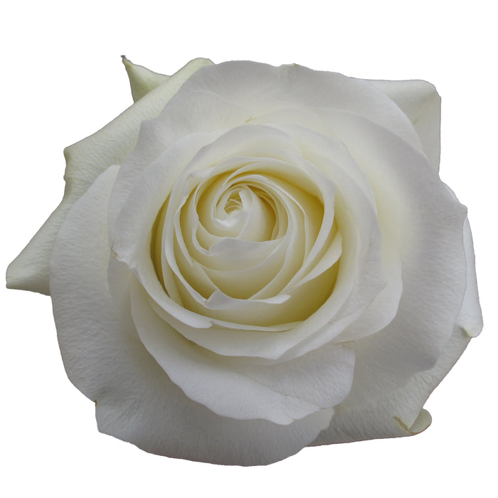 White Roses